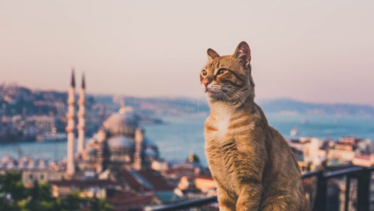 Roaming Free: How Istanbul’s Stray Cats Became National Treasures