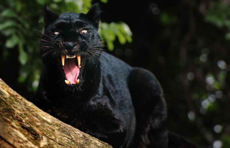 The Mystery of Panther Communication