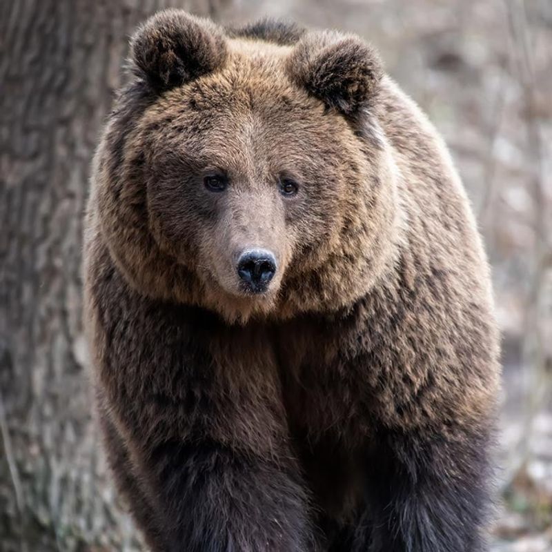 Glacier National Park Grizzly