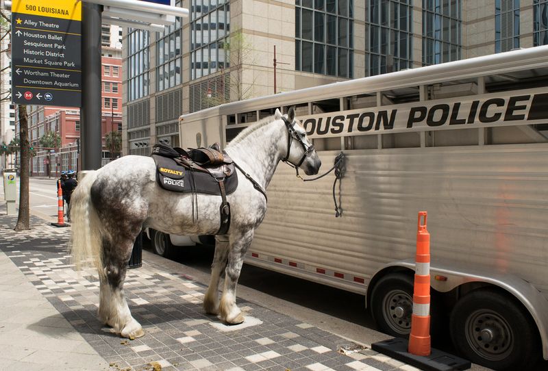 Mounted Police