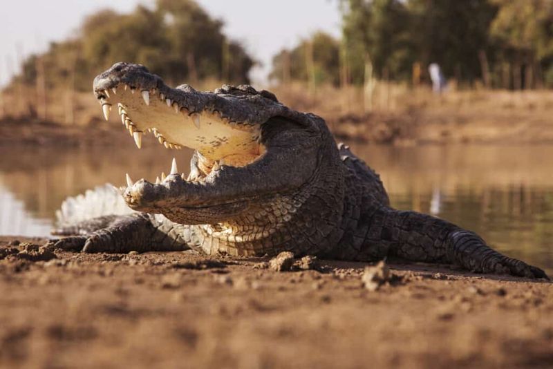 Conservation Challenges