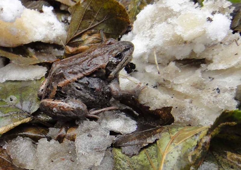 Resilience to Climate Change