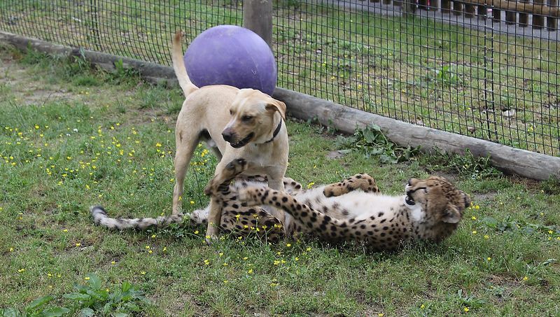 Cheetah's Companion Dogs