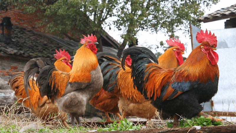 Rooster's Role in Breeding