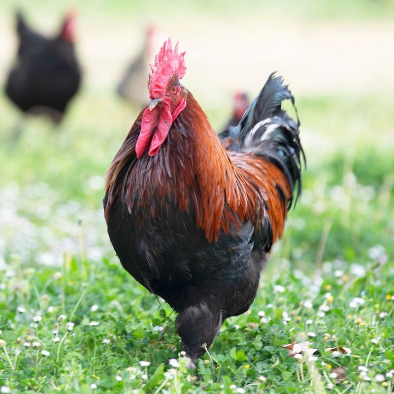 Rooster Aesthetic Appeal