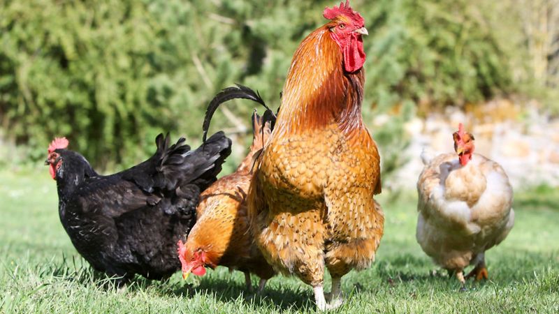 Rooster Social Hierarchy