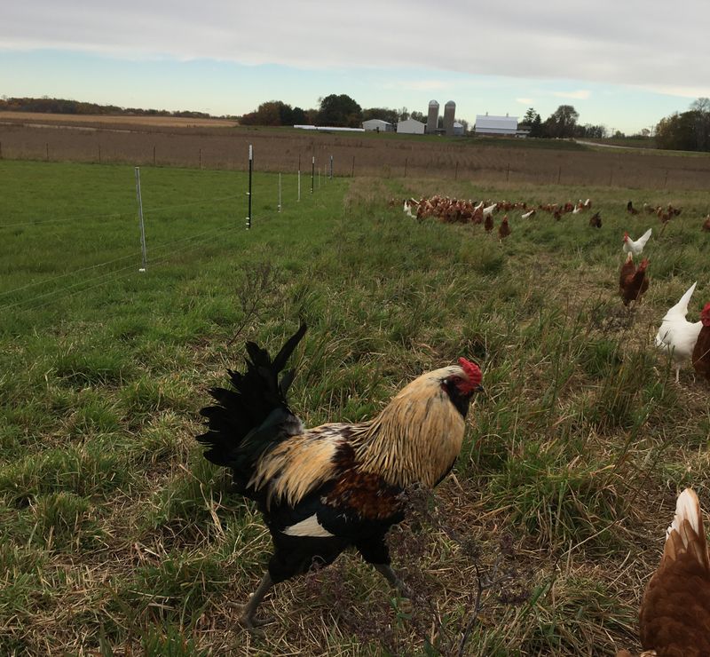 Roosters and Agriculture