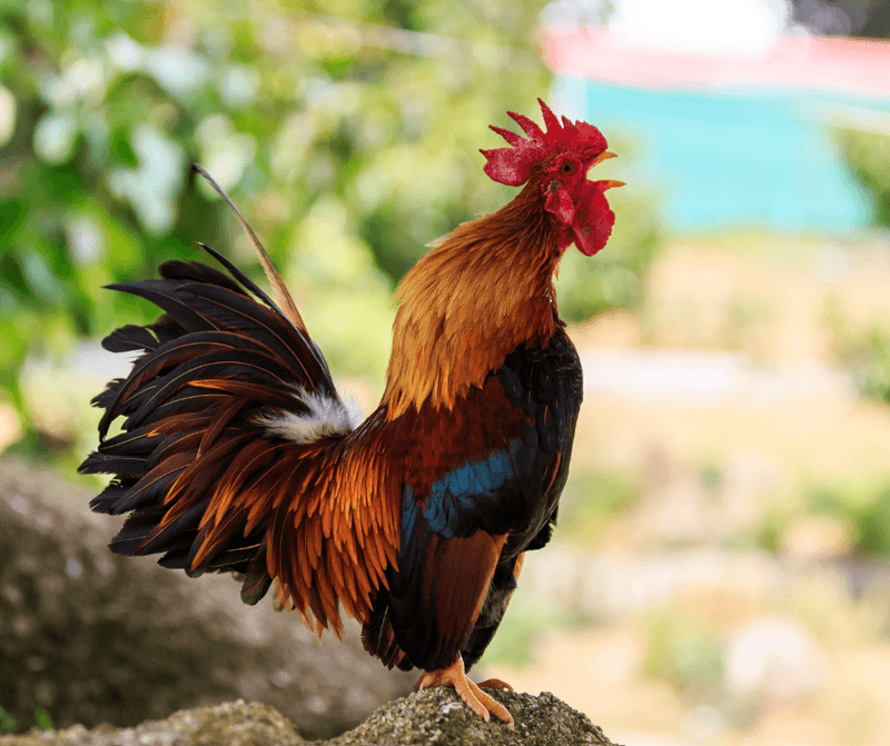 Rooster Communication