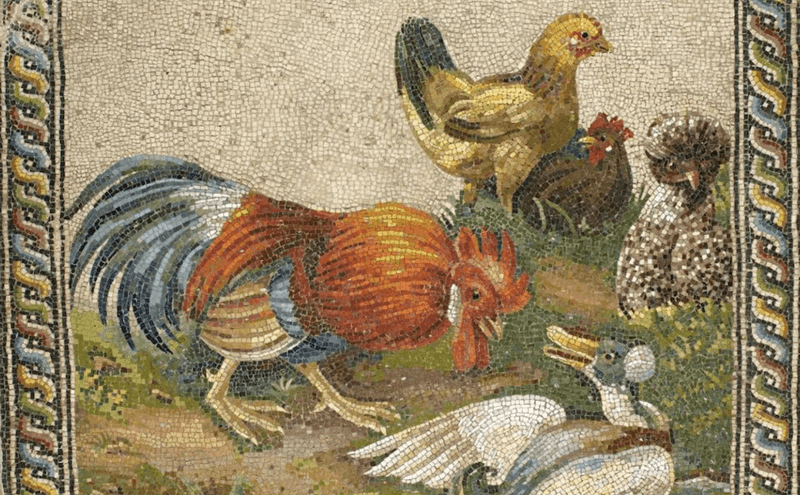 Roosters in Folklore