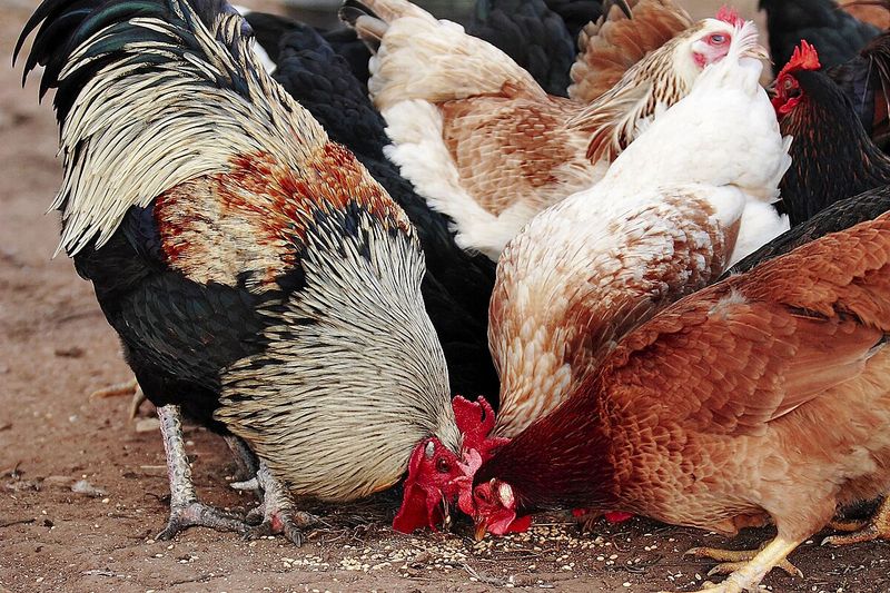 Rooster Diet and Foraging