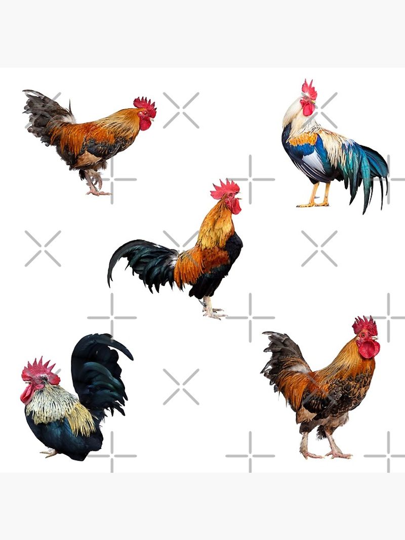 Rooster Varieties
