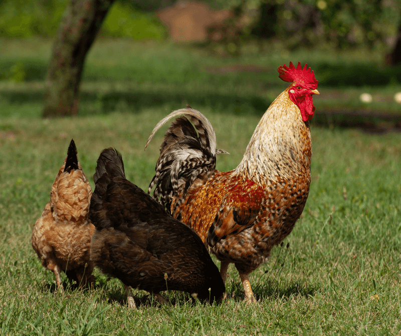 Roosters' Protective Nature