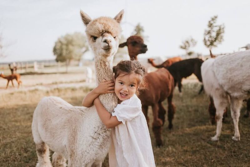 Llamas