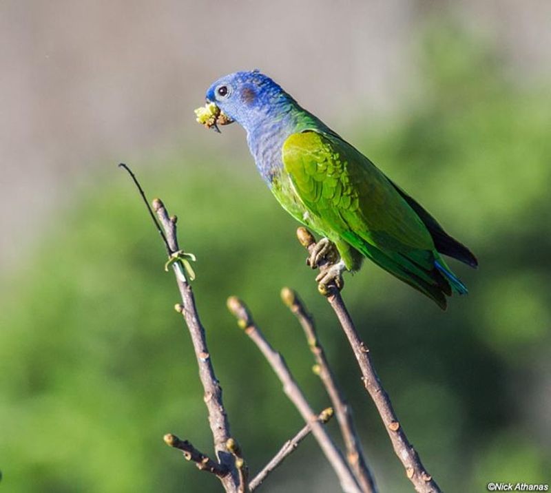 Pionus Parrot