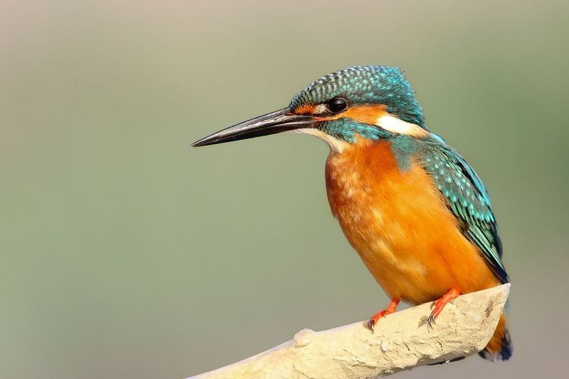 Kingfisher