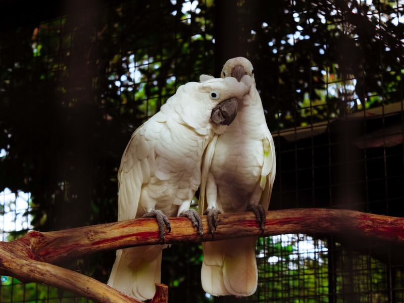 Cockatoo