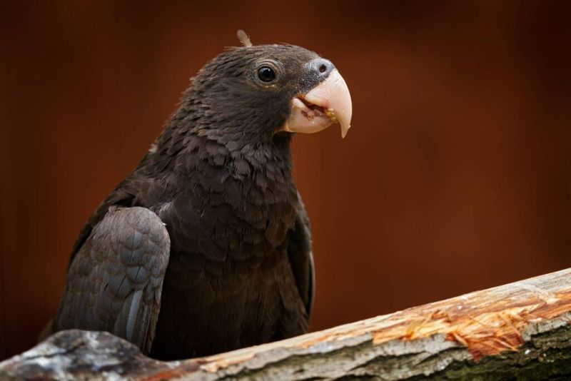 Vasa Parrot
