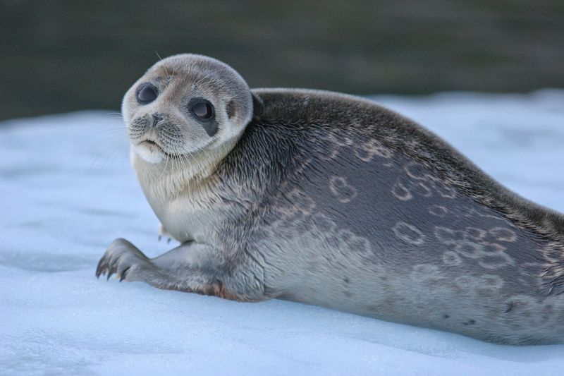 Ringed Seal