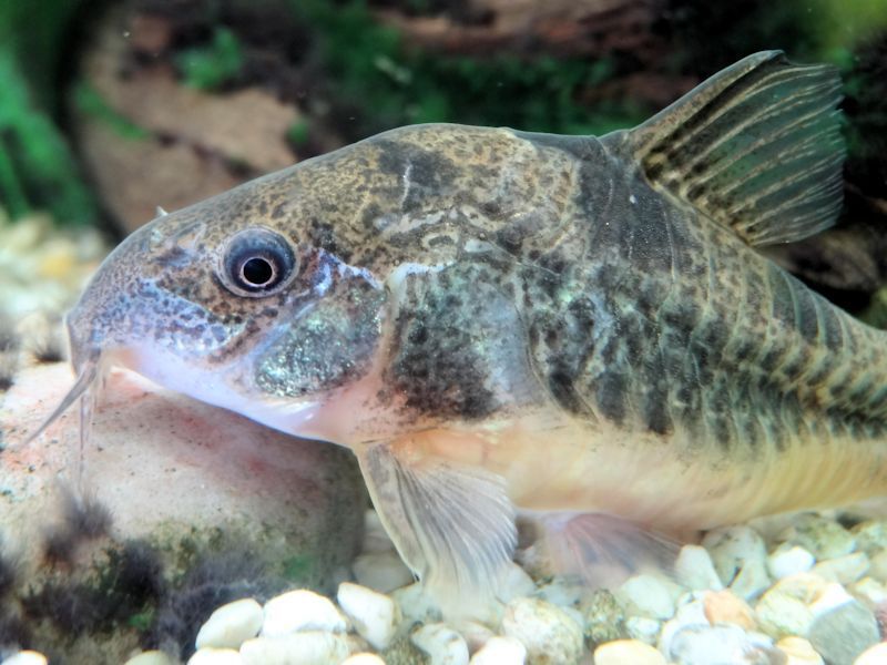 Peppered Corydoras