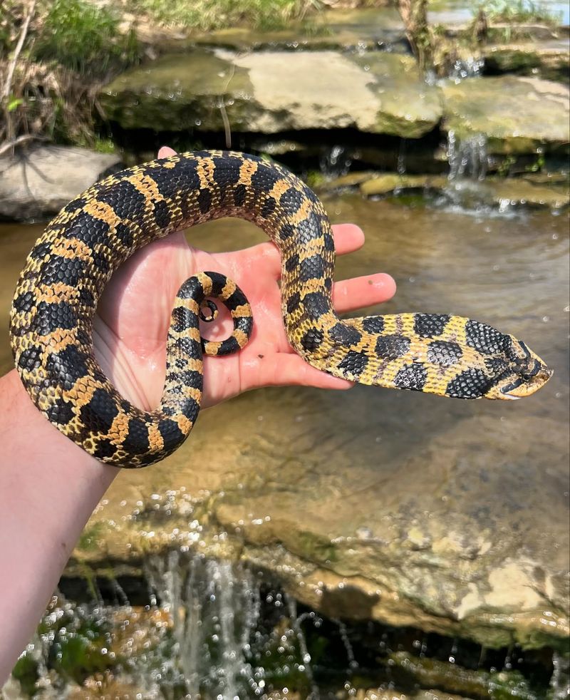 Eastern Hognose Snake