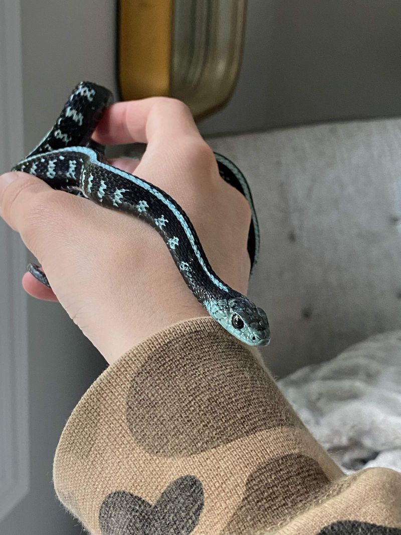 Garter Snake