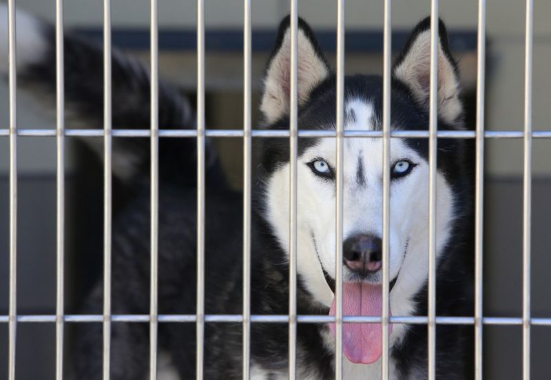 Siberian Husky
