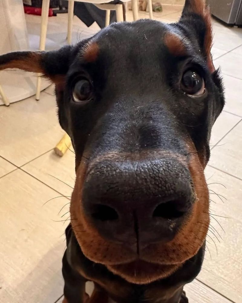 Doberman Pinscher