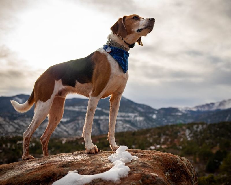 American Foxhound