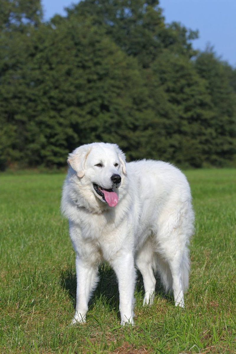 Kuvasz