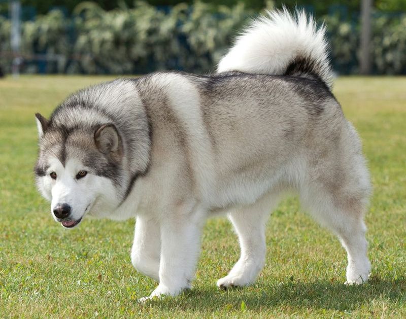 Alaskan Malamute