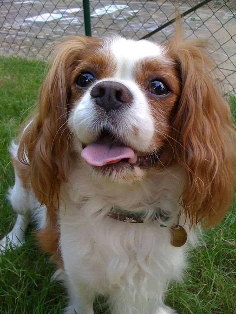Cavalier King Charles Spaniel