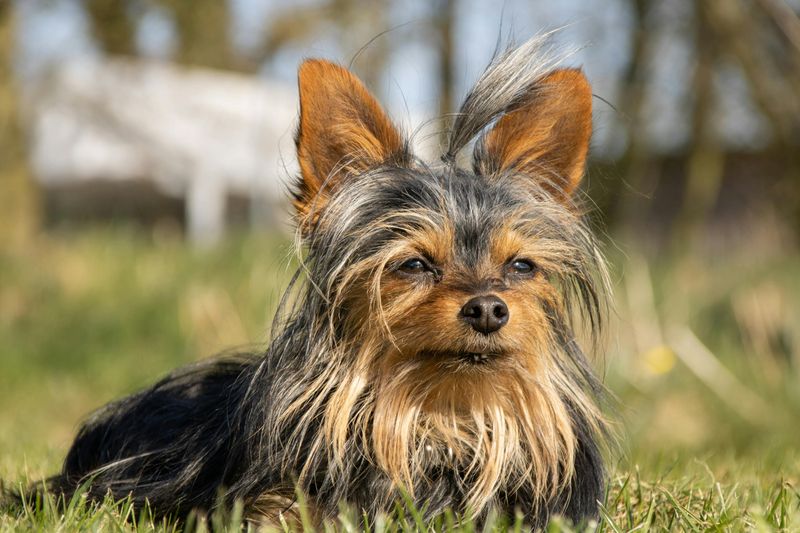 Yorkshire Terrier
