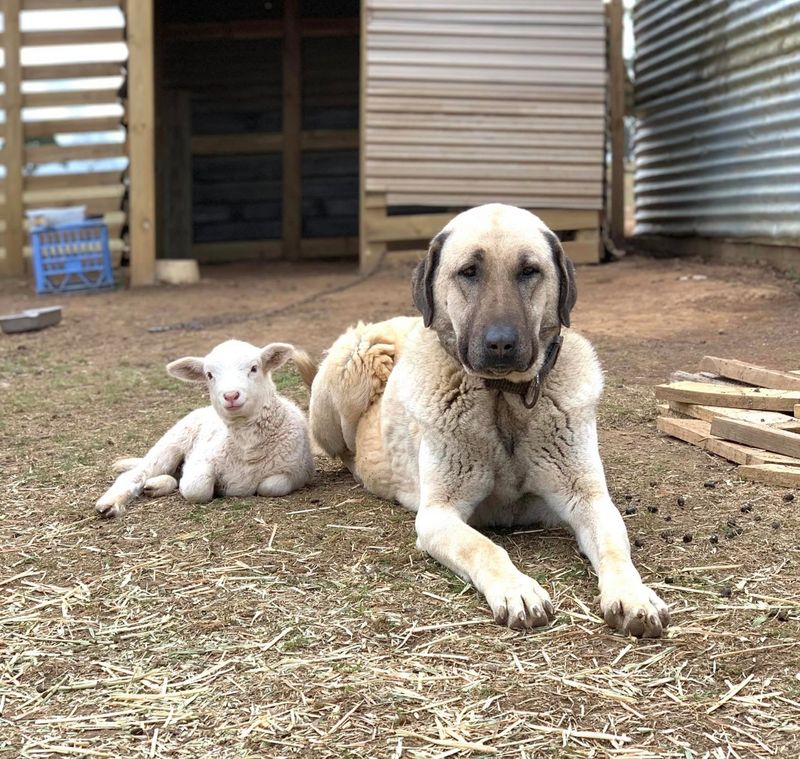 Anatolian Shepherd Dog