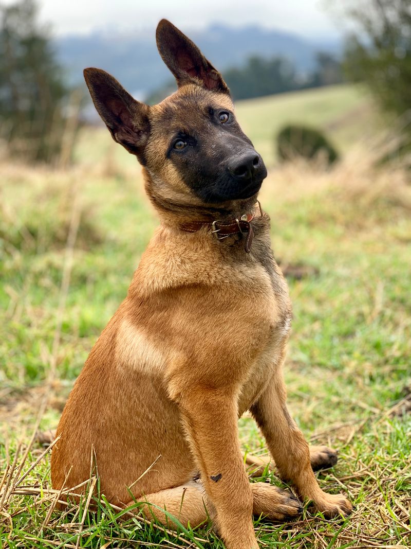 Belgian Malinois