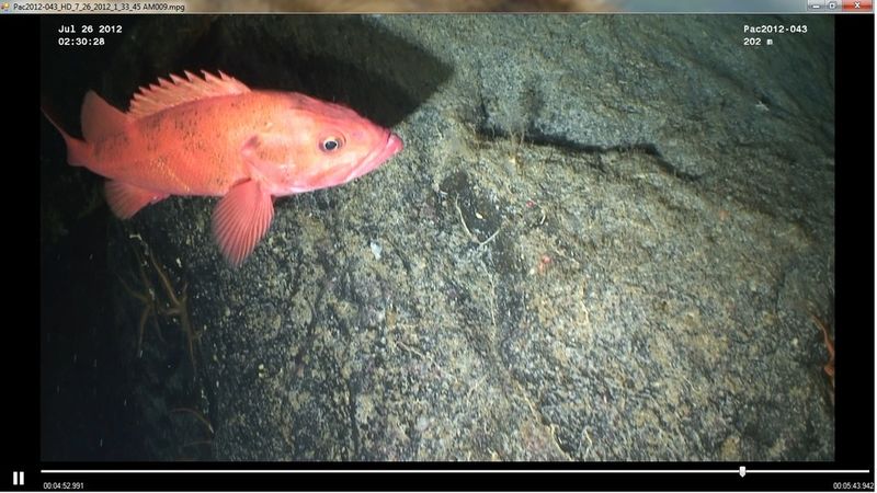 Rougheye Rockfish