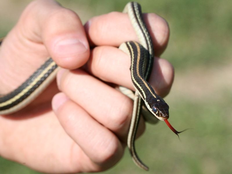 Western Ribbon Snake