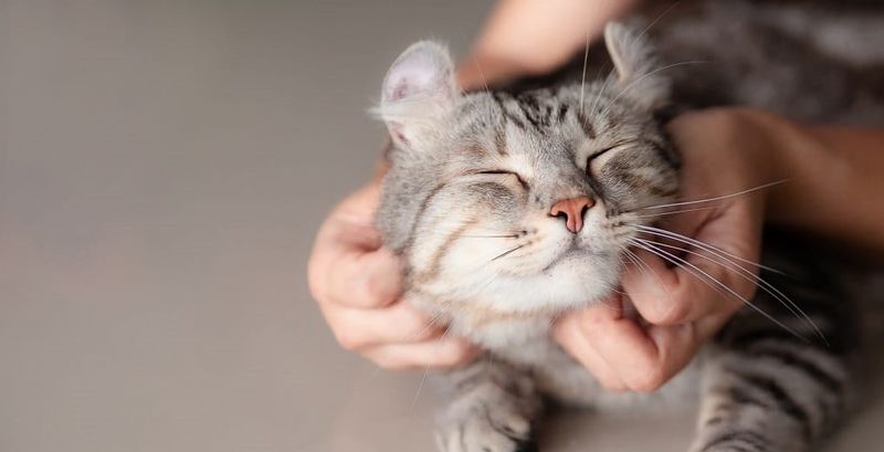 Meowing at You