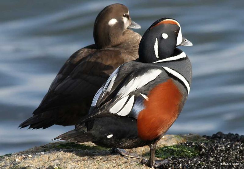Harlequin Duck