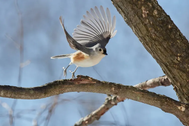 Tufted Titmouse