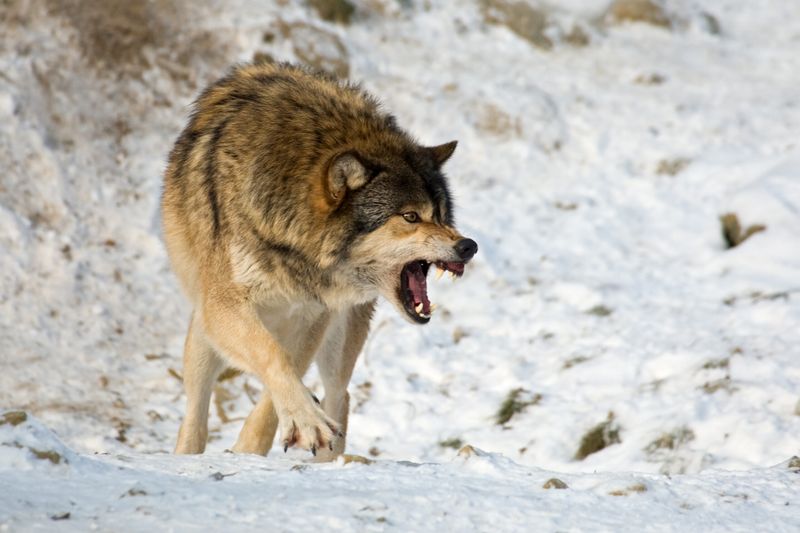 Feeding the Wolf