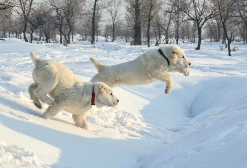 Central Asian Shepherd Dog