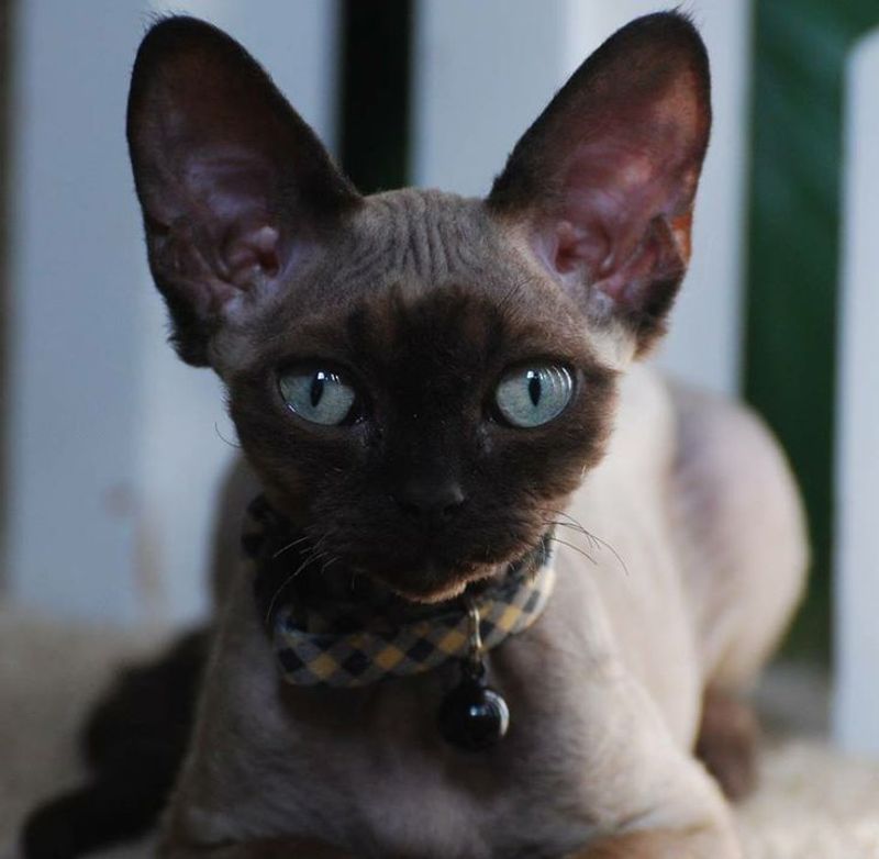 Devon Rex