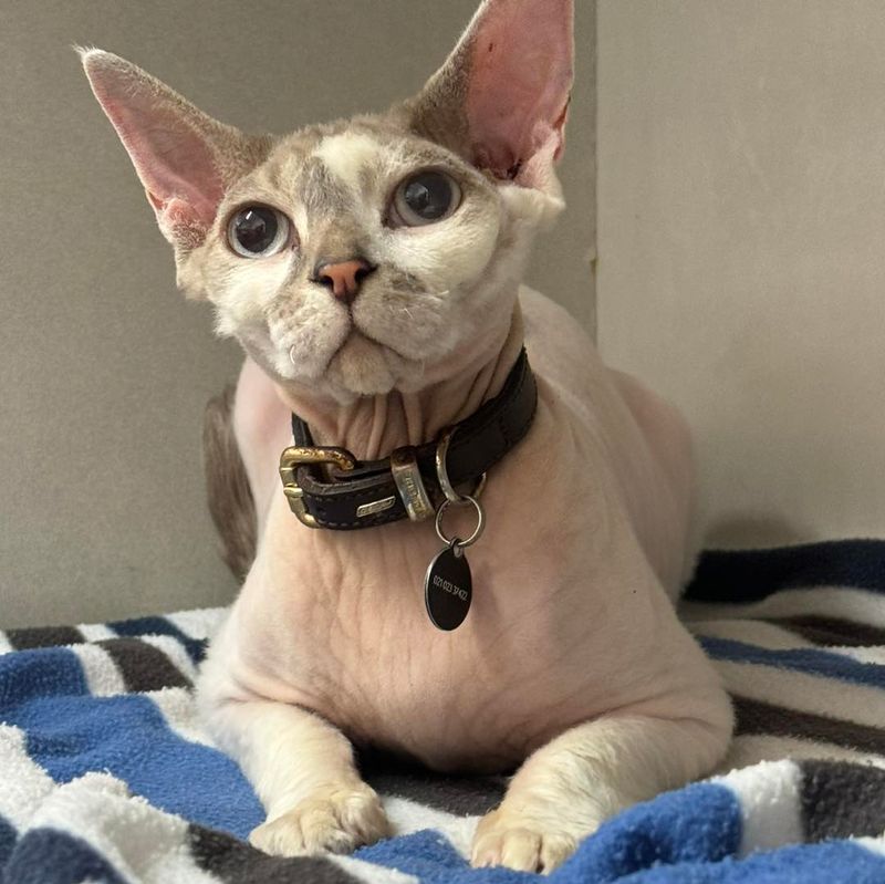 Sphynx