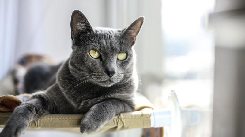 Russian Blue