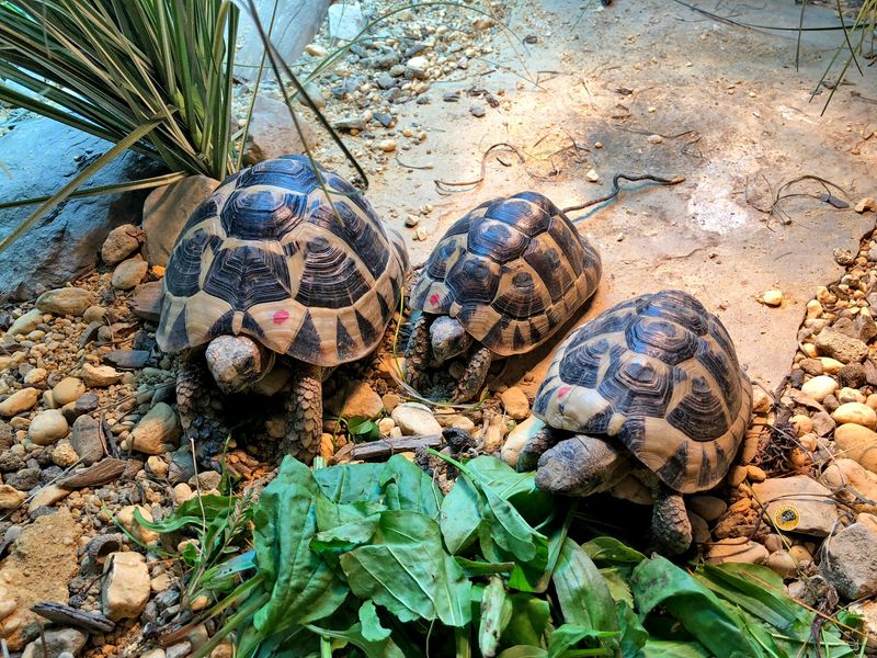 Greek Tortoise