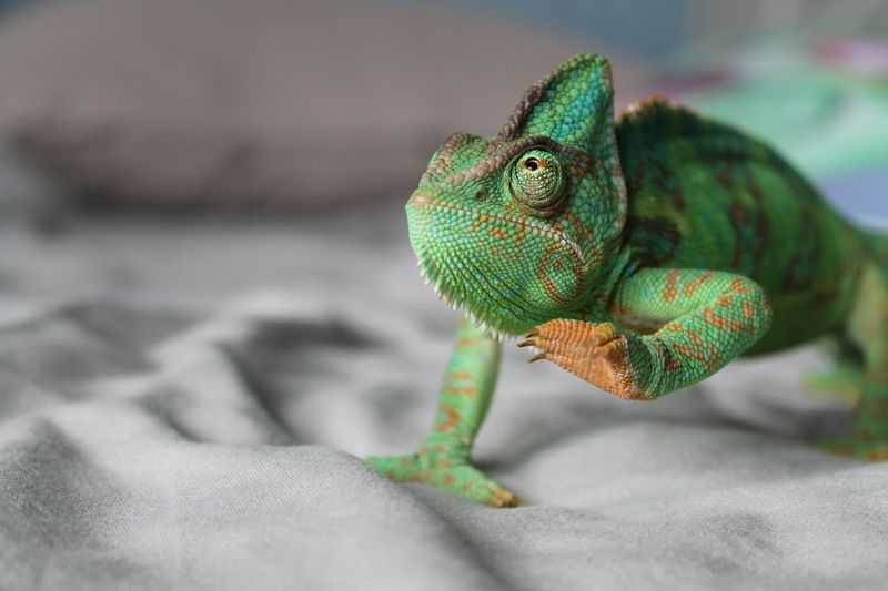 Veiled Chameleon