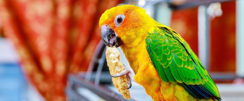 Parrot