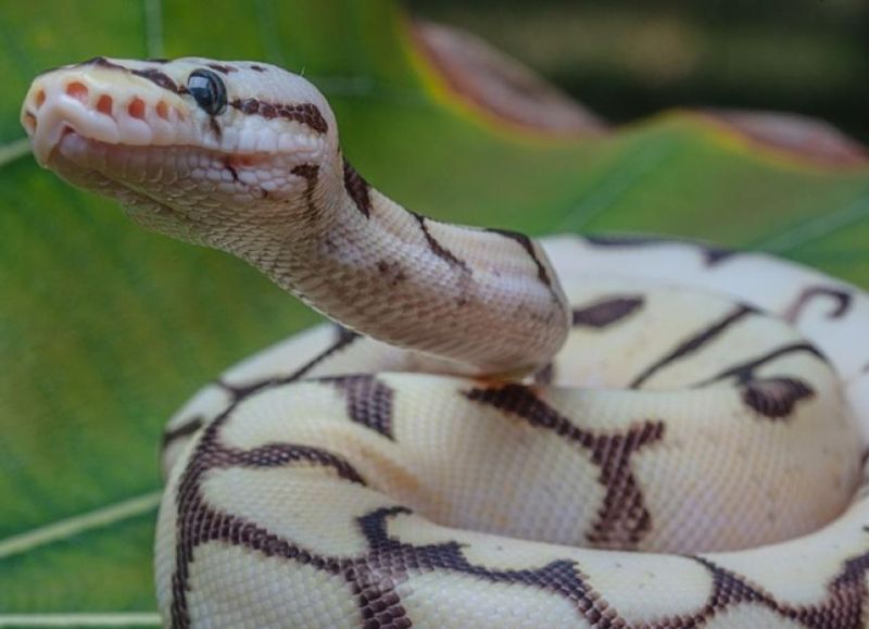 Ball Python
