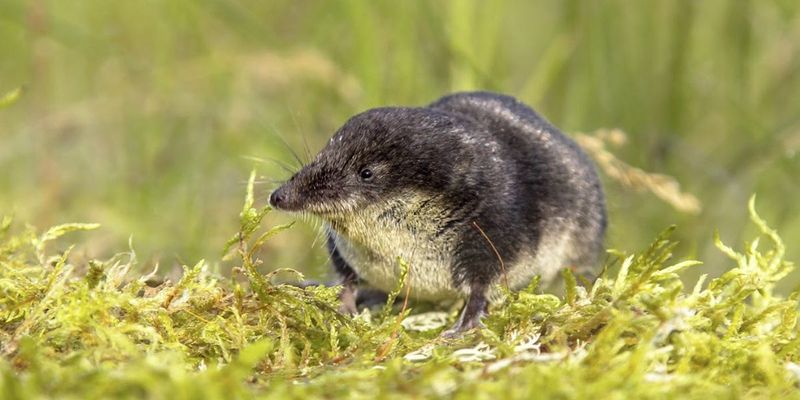 American Shrew Mole