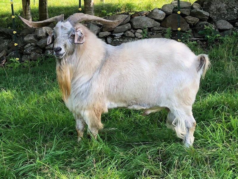 Kiko Goat